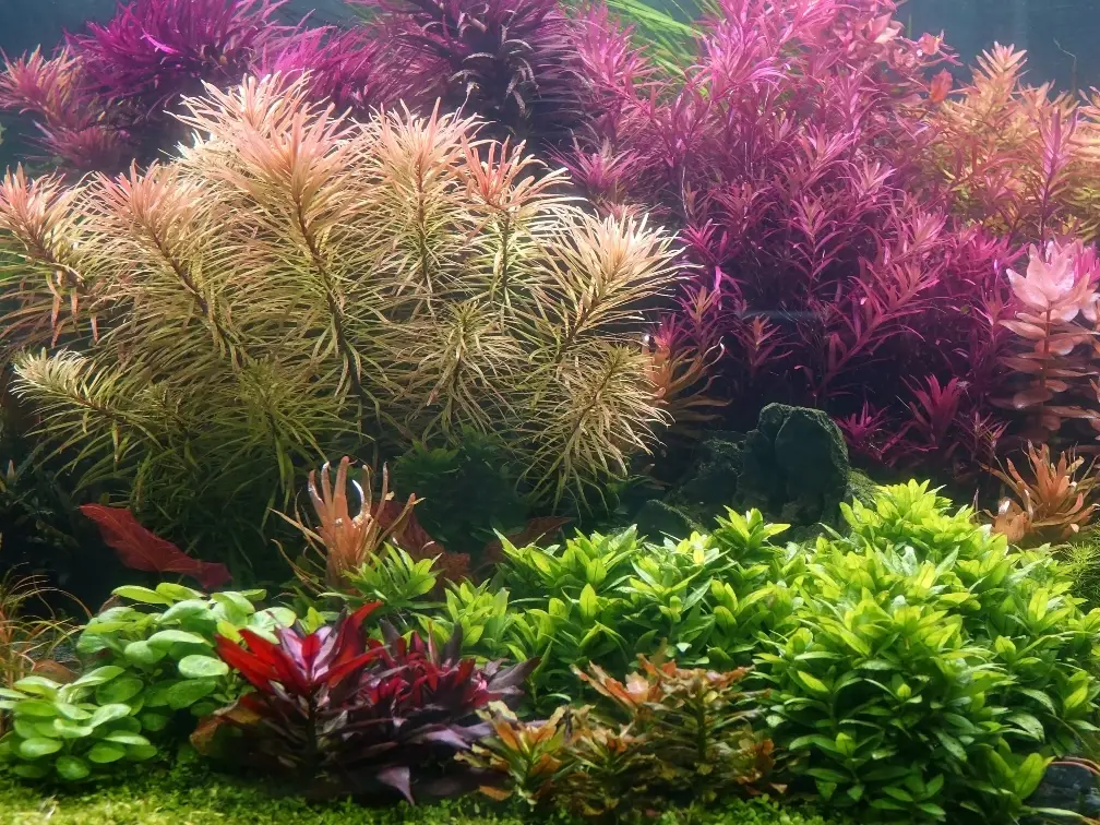 Rotala Wallichii Care