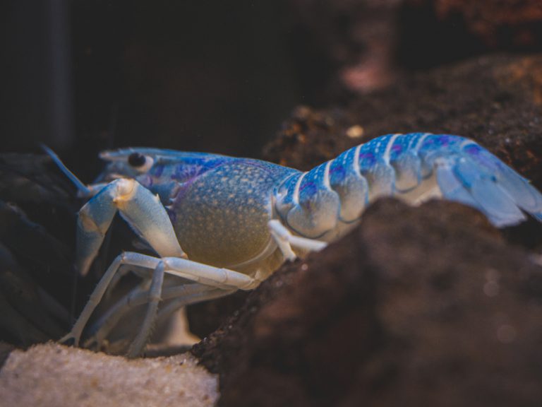 The Complete Fresh Water Crabs Care Guide