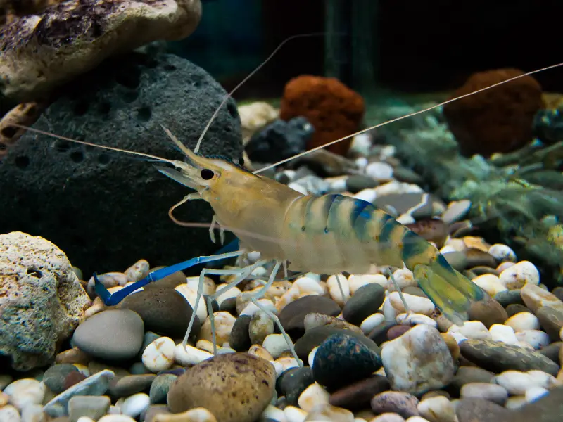 Whisker Shrimp Care