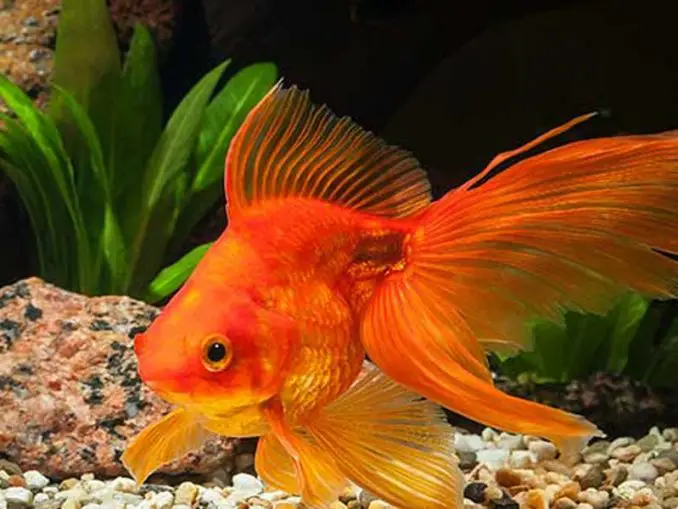 goldfish aquarium secor goldfish aquarium secor