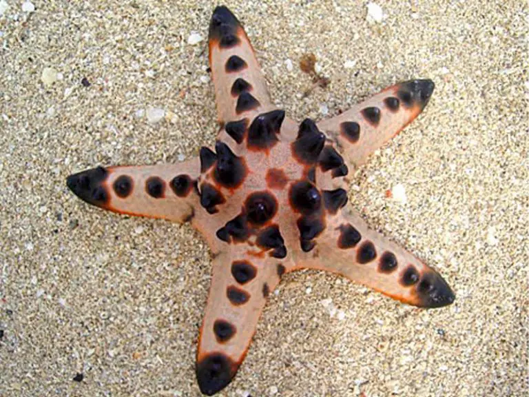 The Complete Guide to Chocolate Chip Starfish Care
