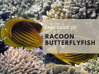 Raccoon Butterflyfish