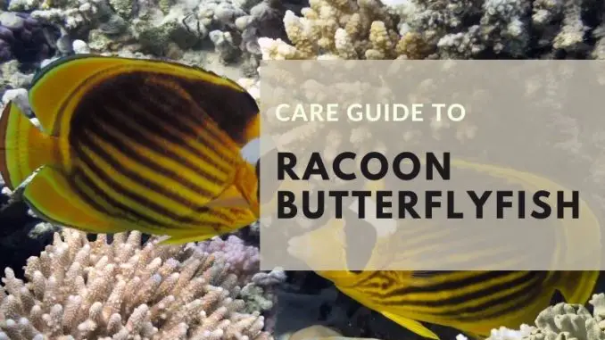 Raccoon Butterflyfish