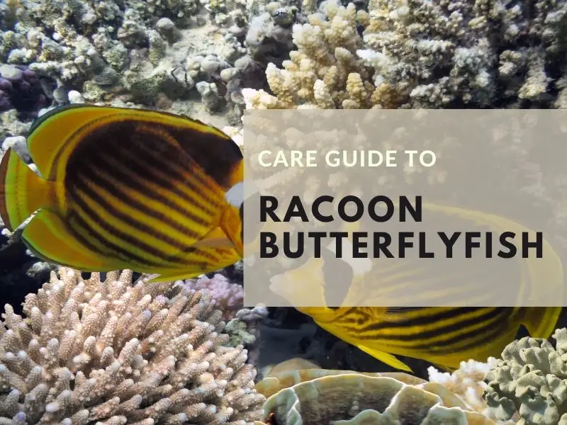 Raccoon butterflyfish care