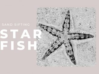 Sand Sifting Starfish