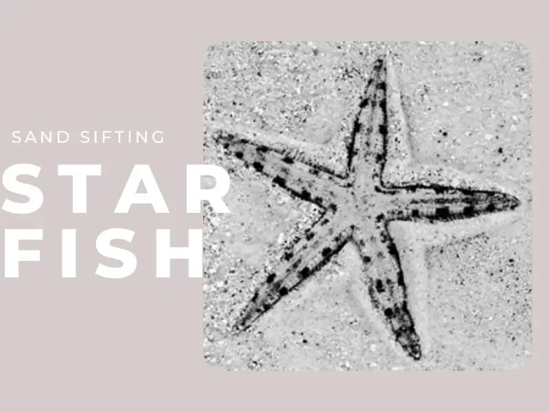 The Complete Guide to Sand Sifting Starfish Care