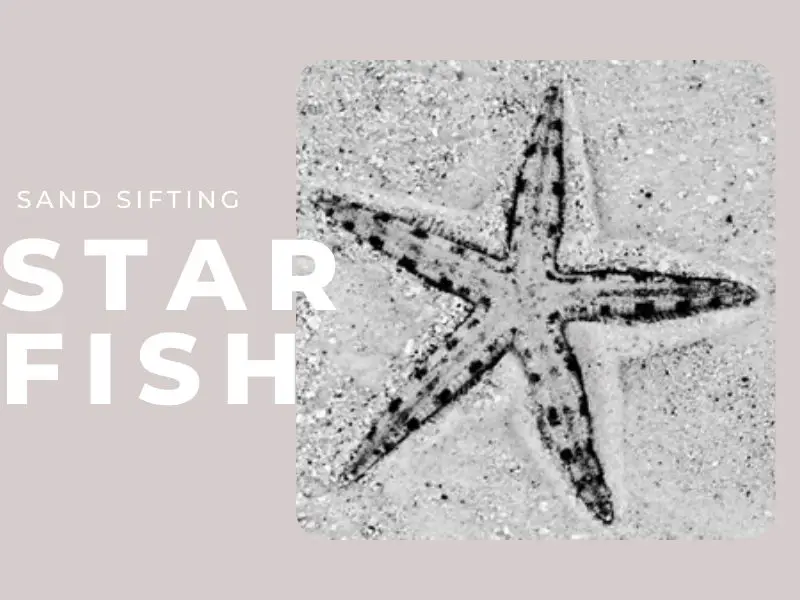 Sand Sifting Starfish