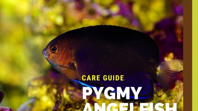 Pygmy Angelfish