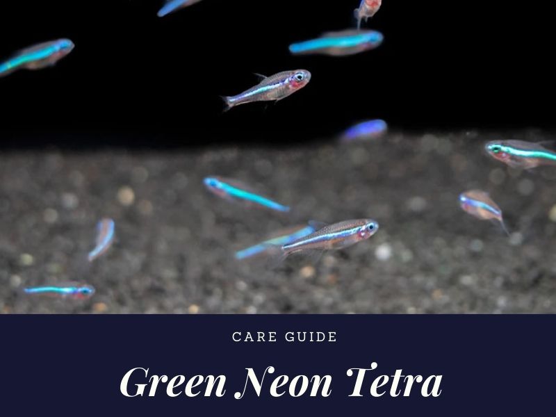 Neon Tetra, Individual - Add To Your Aquarium