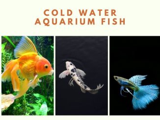 cold water aquarium fish
