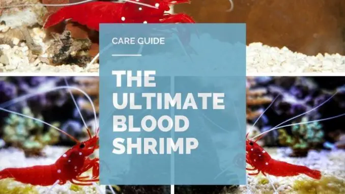 blood shrimp