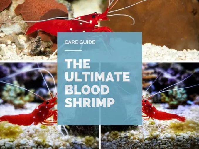 Fire (Blood) Shrimp Care Guide & Species Profile