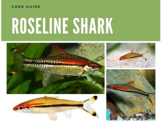 roseline shark