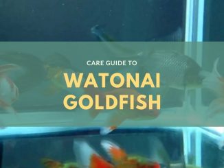 Watonai goldfish