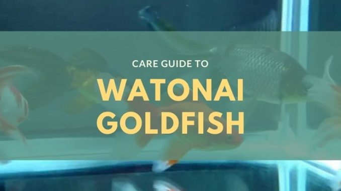 Watonai goldfish