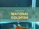Watonai goldfish