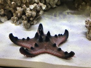 The Complete Guide to Chocolate Chip Starfish Care