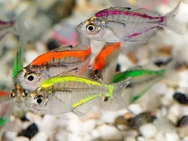 Painted glass fish swimming near the rocky substrate of their tank