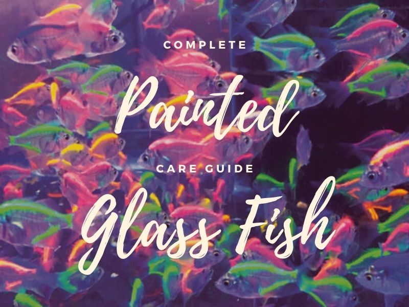 Painted glass fish care guide featured image