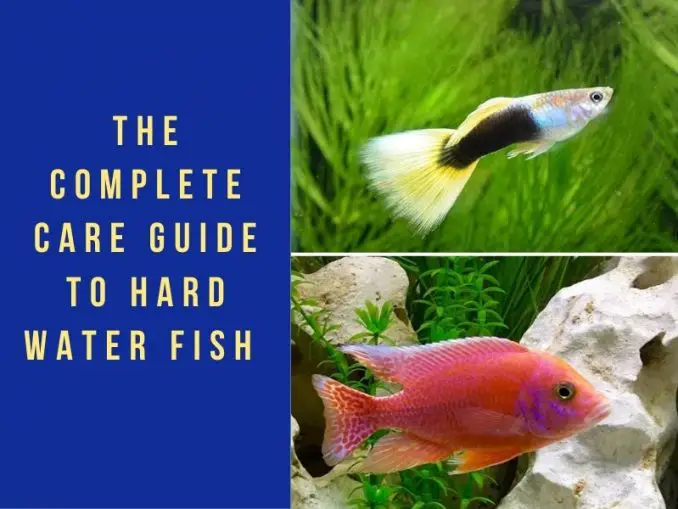 The Top 10 Best Fish for Kids | Fishkeeping World