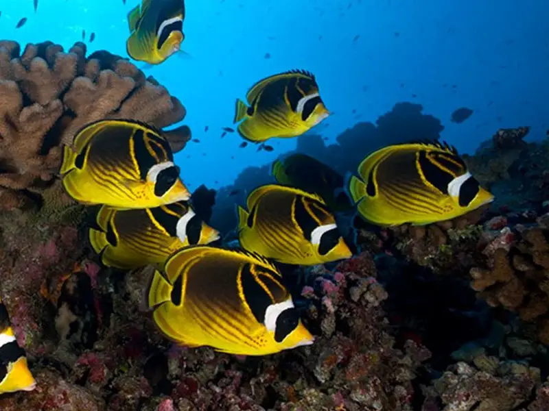 Raccoon butterflyfish school and habitat