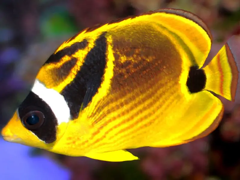 Raccoon butterflyfish appearance and markings