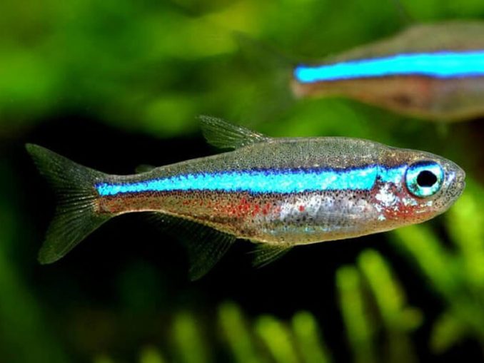 The Complete Green Neon Tetra Care