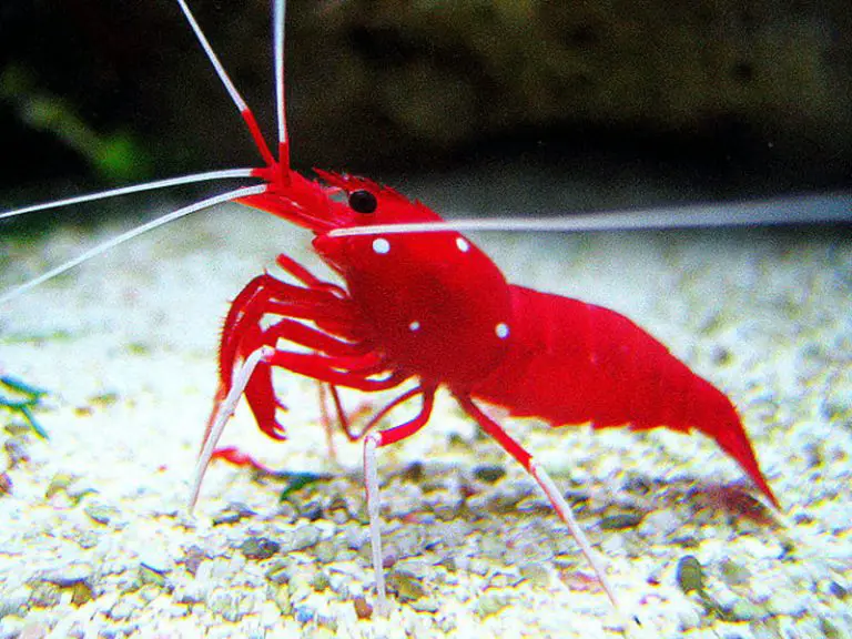 Fire (Blood) Shrimp Care Guide & Species Profile