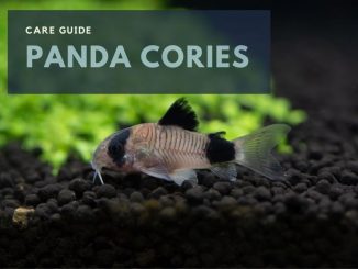 panda cories