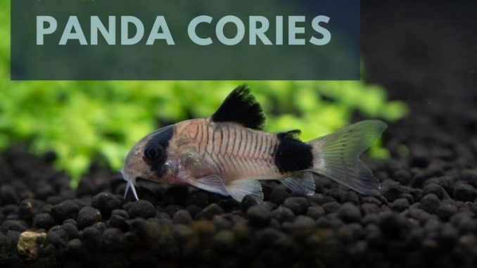 panda cories