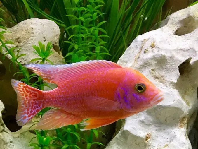 The Complete Guide to Hard Water Fish Care