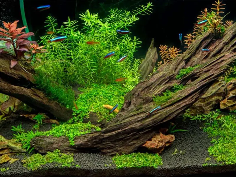 how to make driftwood for aquarium