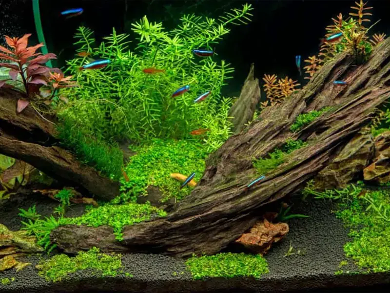 comment faire du bois flotté pour aquarium