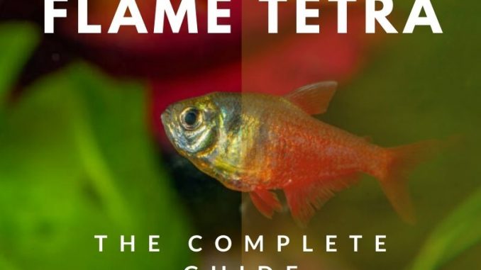 flame tetra