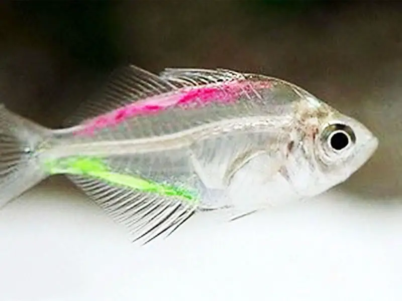 Painted glass fish swimming in a dark tank