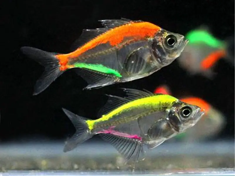 Multiple glass fish swimming together at the bottom of a tank