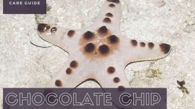 chocolate chip starfish