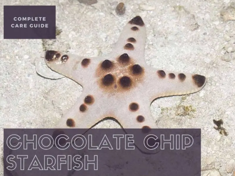 chocolate chip starfish