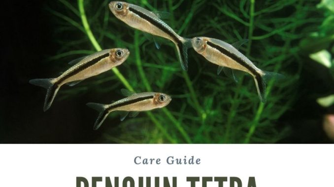 The Complete Guide to Penguin Tetra Care penguin tetra