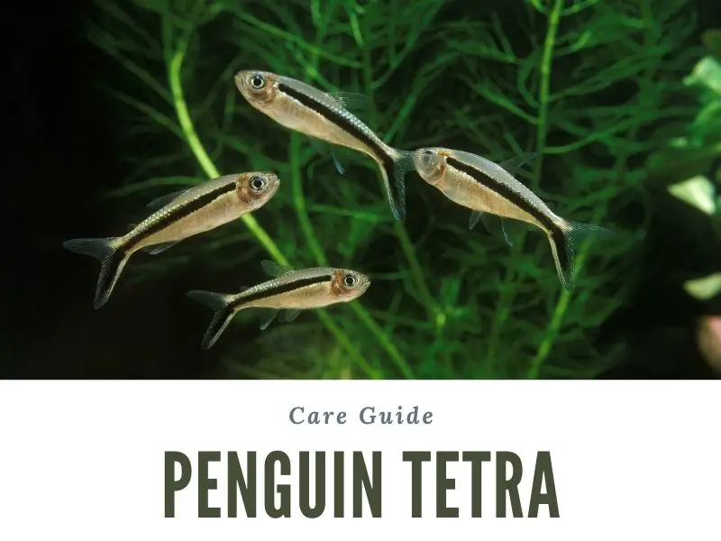 penguin tetra