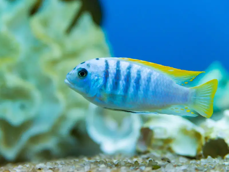 blue zebras cichlid