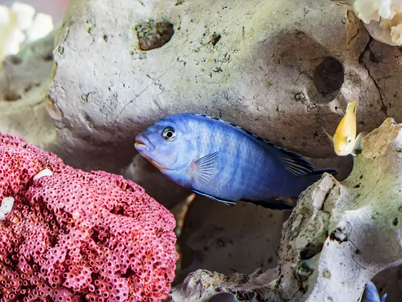 blue zebras cichlid