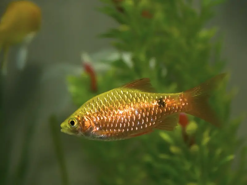 gold barb fish