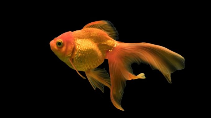 pop eyed fish pop eyed fish