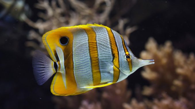 copperband butterflyfish