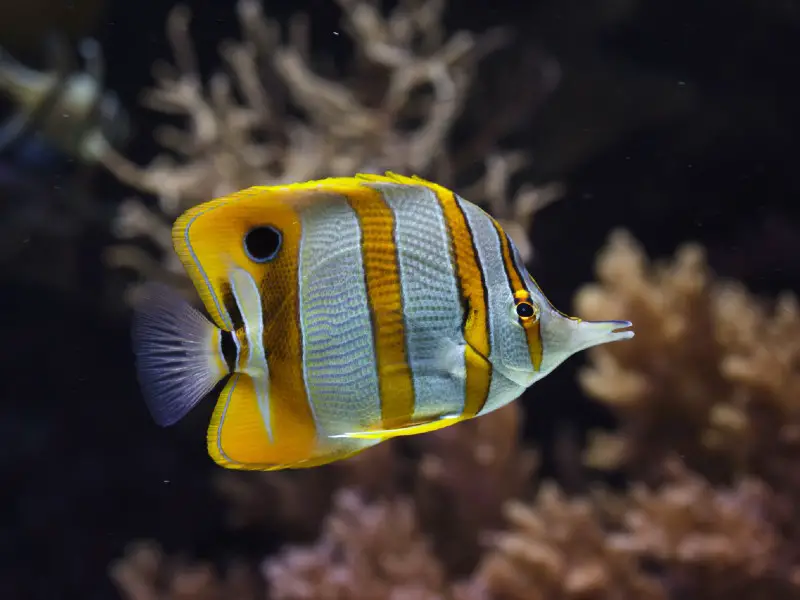 Copperband butterflyfish swimming among coral in a marine tank