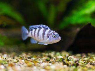 blue zebra cichlids