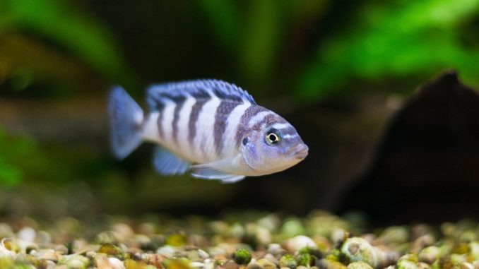 blue zebra cichlids