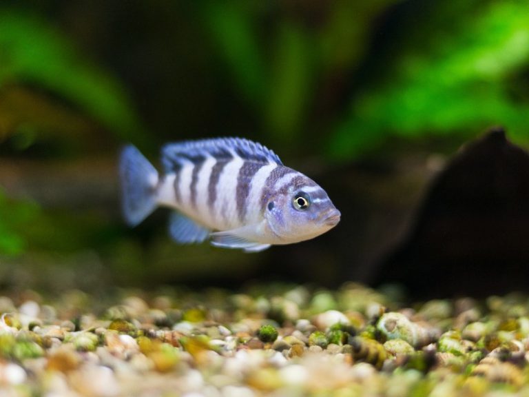 spotted zebra cichlid spotted zebra cichlid