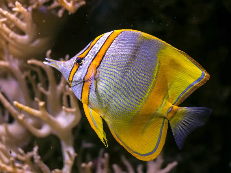 Copperband butterfly swimming near coral in a species-only tank